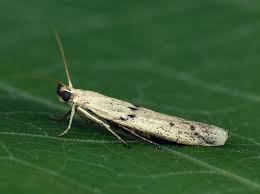 Attēlu rezultāti vaicājumam “Phycitodes binaevella”