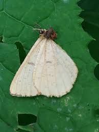 Attēlu rezultāti vaicājumam “Angerona prunaria”