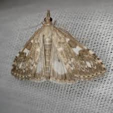 Attēlu rezultāti vaicājumam “Udea olivalis”