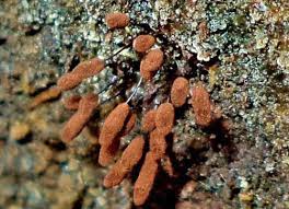 Attēlu rezultāti vaicājumam “Comatricha laxa macro”