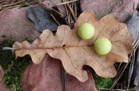 Attēlu rezultāti vaicājumam “Cynips quercusfolii”