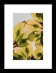 Attēlu rezultāti vaicājumam “Ulmus glabra fruit”