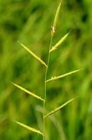 Attēlu rezultāti vaicājumam “Brachypodium pinnatum”