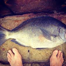 Image result for Pachymetopon grande