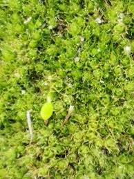 Attēlu rezultāti vaicājumam “Pohlia nutans”