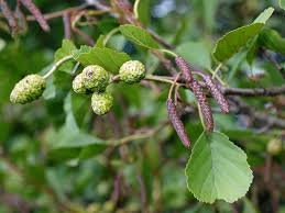 Attēlu rezultāti vaicājumam “Alnus glutinosa”