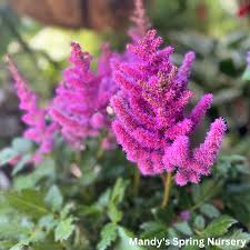 Attēlu rezultāti vaicājumam “Astilbe chinensis flower”