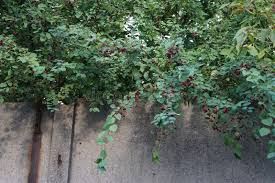 Attēlu rezultāti vaicājumam “Cotoneaster multiflorus fruit”