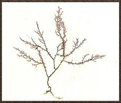 Attēlu rezultāti vaicājumam “Saelania glaucescens sporophyte”