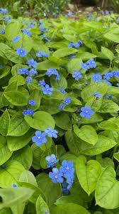 Image result for Omphalodes verna