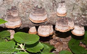 Attēlu rezultāti vaicājumam “Fomes fomentarius”