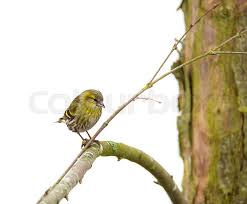 Attēlu rezultāti vaicājumam “Carduelis spinus female”