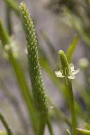 Attēlu rezultāti vaicājumam “Myosurus minimus flower”
