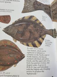 Image result for Parophrys vetulus