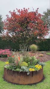 Attēlu rezultāti vaicājumam “Crataegus persimilis”