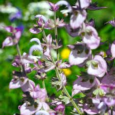 Image result for Salvia pratensis
