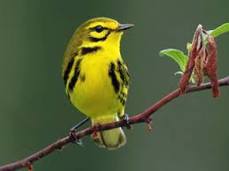 Attēlu rezultāti vaicājumam “Breidleria pratensis”