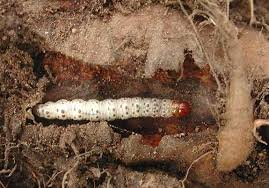 Attēlu rezultāti vaicājumam “Hepialus humuli”