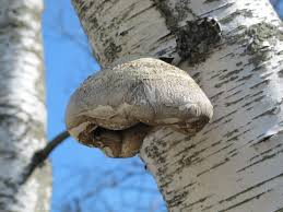 Attēlu rezultāti vaicājumam “Piptoporus betulinus”