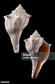 Image result for Sinistrofulgur perversum