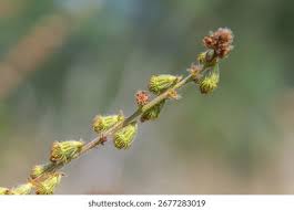 Attēlu rezultāti vaicājumam “Agrimonia eupatoria fruit”