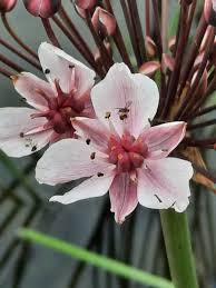 Attēlu rezultāti vaicājumam “Butomus umbellatus”
