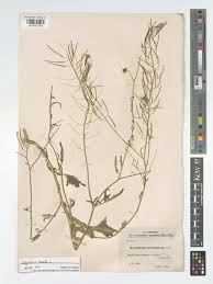 Attēlu rezultāti vaicājumam “Sisymbrium loeselii leaf”