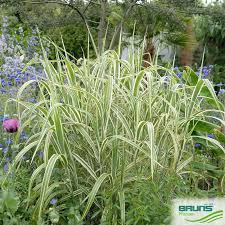 Attēlu rezultāti vaicājumam “Glyceria maxima”