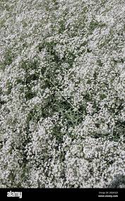 Attēlu rezultāti vaicājumam “Gypsophila paniculata leaf”