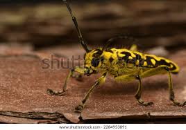 Attēlu rezultāti vaicājumam “Saperda scalaris”