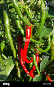 Afbeeldingsresultaat voor turkish cayenne hot pepper