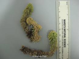 Attēlu rezultāti vaicājumam “Sphagnum wulfianum”