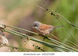 Attēlu rezultāti vaicājumam “Sylvia curruca adult”