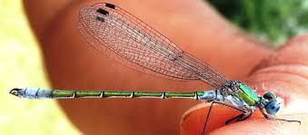 Attēlu rezultāti vaicājumam “Lestes dryas female”