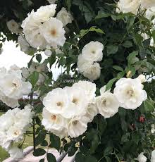 「アイスバーグ」の画像検索結果