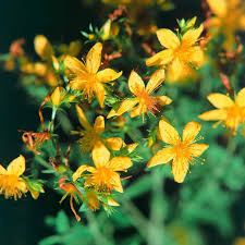 Image result for Johanniskraut