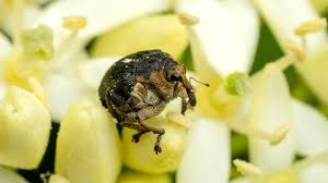 Attēlu rezultāti vaicājumam “Mononychus punctumalbum”