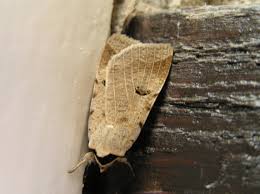 Attēlu rezultāti vaicājumam “Lygephila viciae”