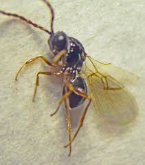 Attēlu rezultāti vaicājumam “Cynipidae”