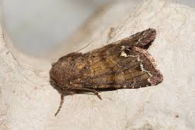 Attēlu rezultāti vaicājumam “Ceramica pisi”