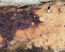 Attēlu rezultāti vaicājumam “Ceriporia viridans”