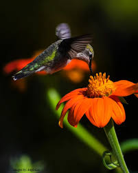 Image result for Tithonia rotundifolia