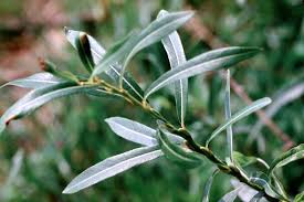 Attēlu rezultāti vaicājumam “Salix purpurea leaf”