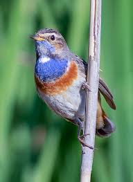 Attēlu rezultāti vaicājumam “Luscinia svecica”