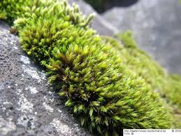 Attēlu rezultāti vaicājumam “Schistidium dupretii”