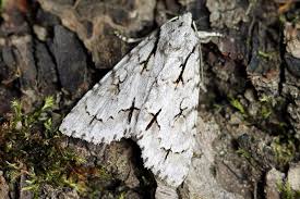 Attēlu rezultāti vaicājumam “Acronicta cuspis”