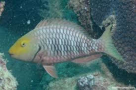 Image result for Sparisoma amplum