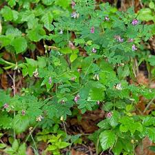 Attēlu rezultāti vaicājumam “Lathyrus niger leaf”