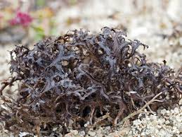 Attēlu rezultāti vaicājumam “Cetraria ericetorum”