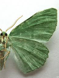 Attēlu rezultāti vaicājumam “Geometra papilionaria”